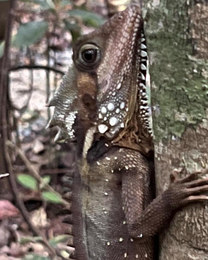 Daintree Crocodylus Vila Cow Bay Exterior foto