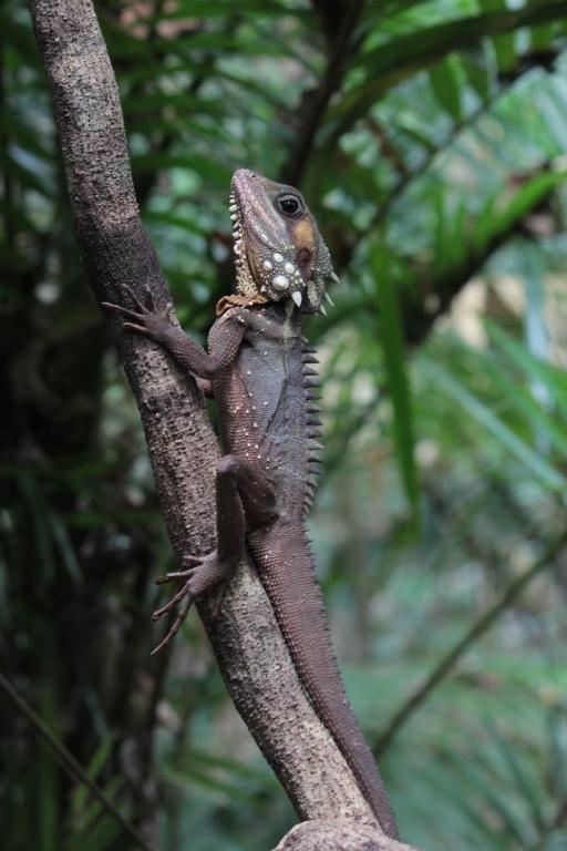Daintree Crocodylus Vila Cow Bay Exterior foto