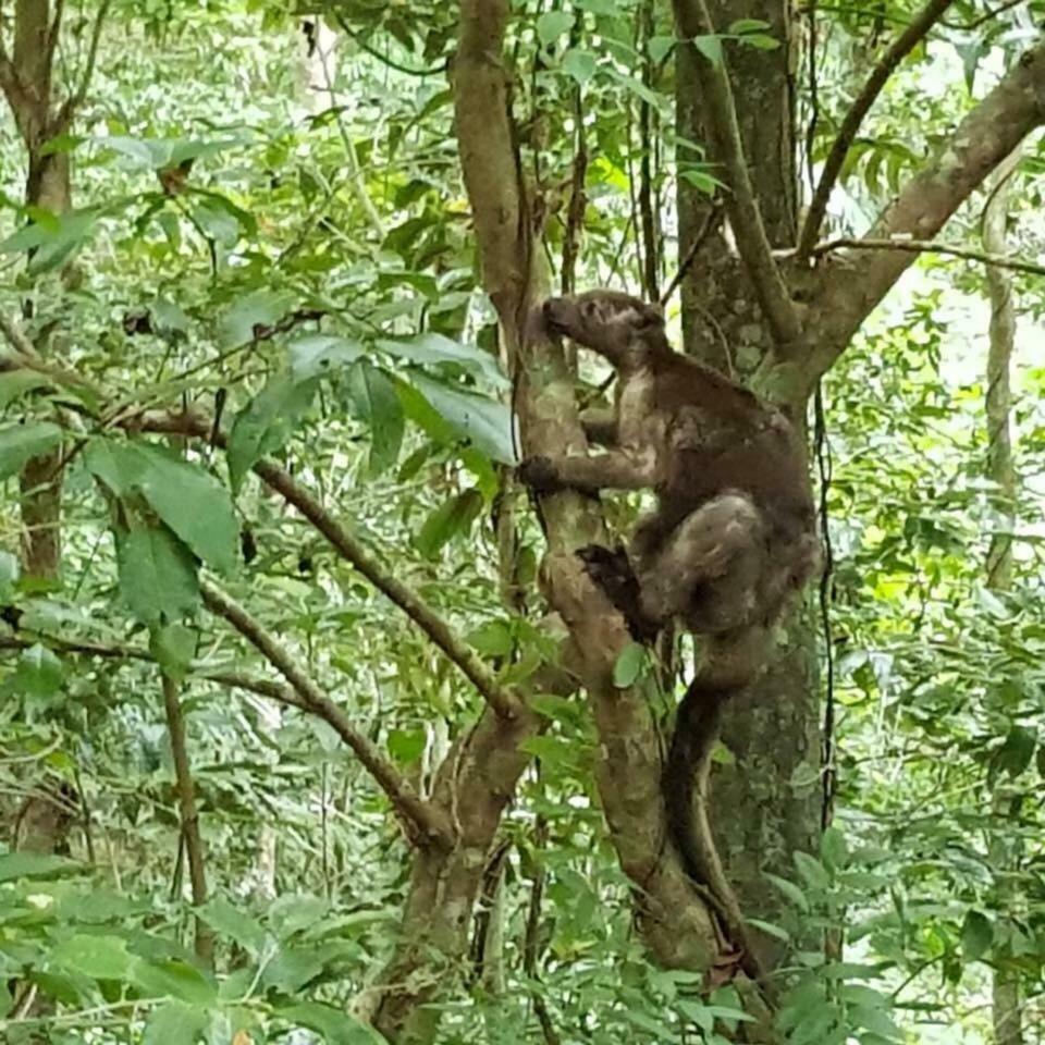 Daintree Crocodylus Vila Cow Bay Exterior foto